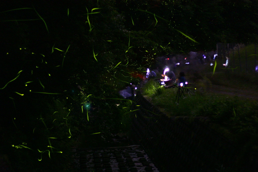夏の夜の舞