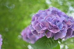 紫陽花