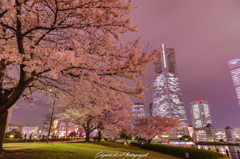 Cherryblossom Yokohama