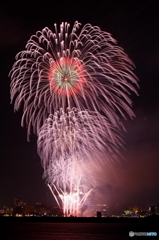 横浜に咲く夏の花。。。