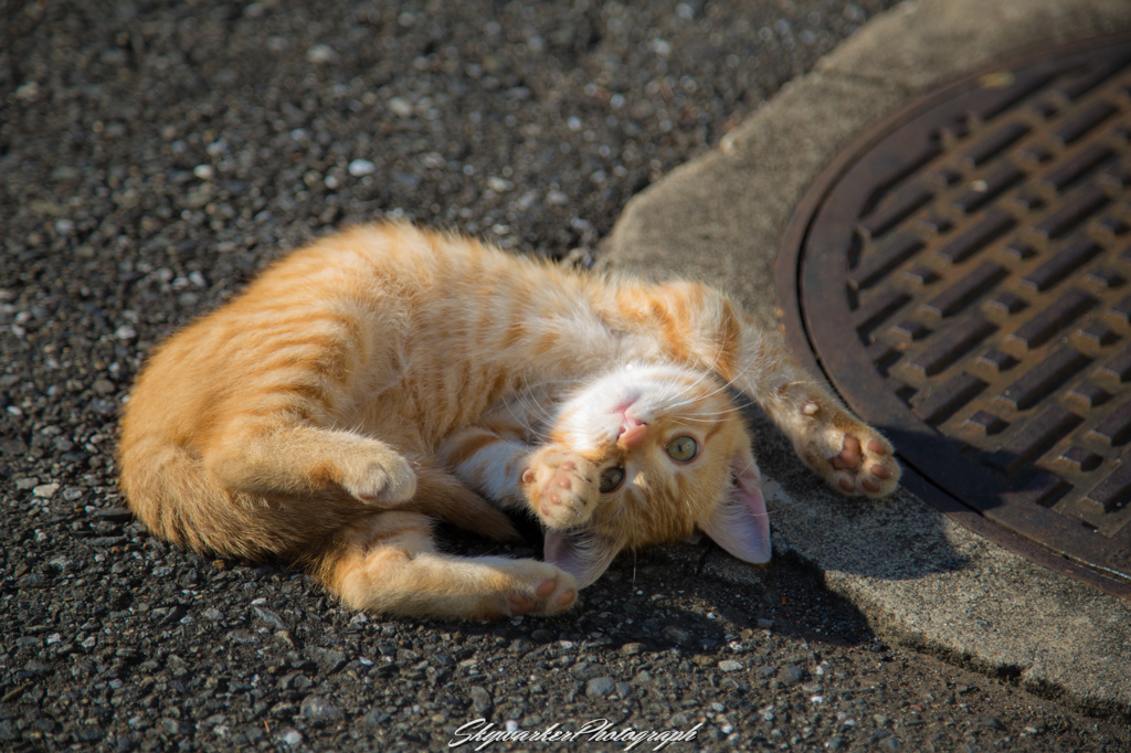 ニャンダフル♪