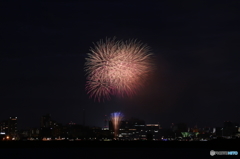 暗闇に咲く光の花。。。