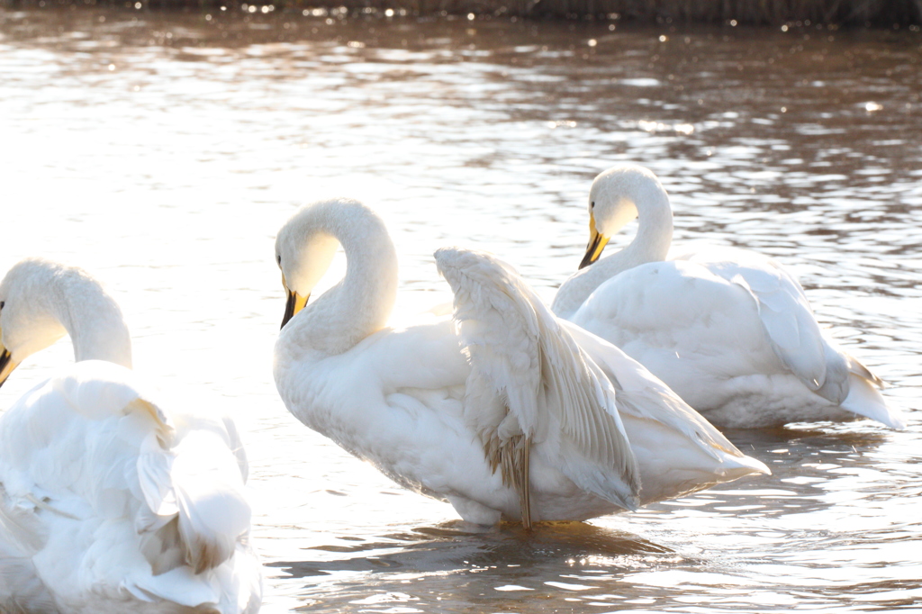 ウトナイ湖の白鳥達