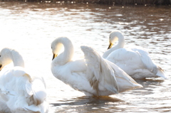 ウトナイ湖の白鳥達