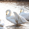 ウトナイ湖の白鳥達