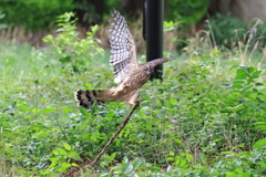 オオタカ幼鳥の遊び