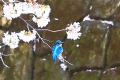 カワセミさんもお花見