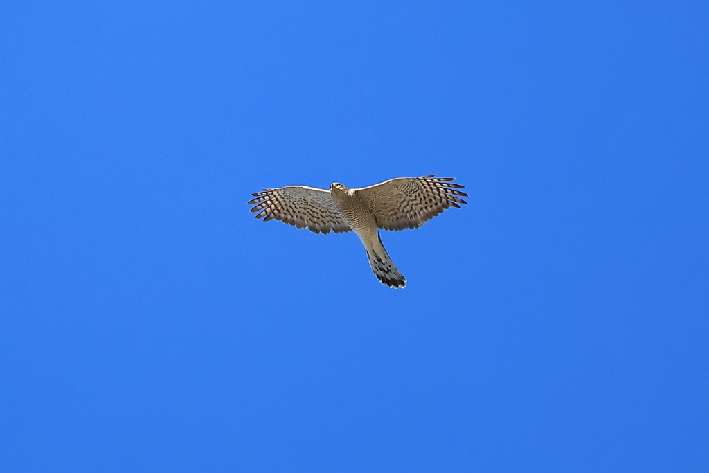 青空に羽ばたく