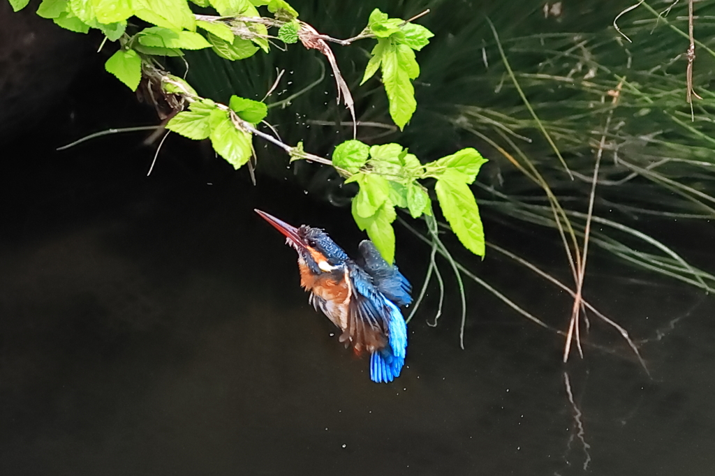 カワセミの水浴び