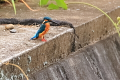 ポーズをとる川蝉