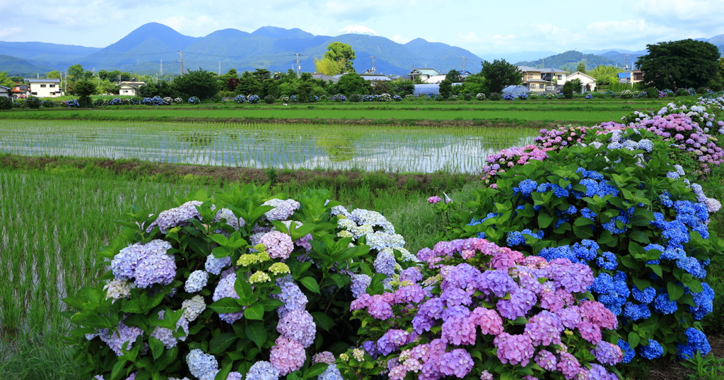 開成町紫陽花