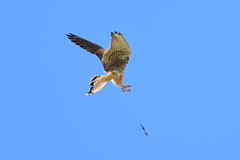 チョウゲンボウ、トンボを狙う