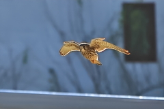 チョウゲンボウ畑へ