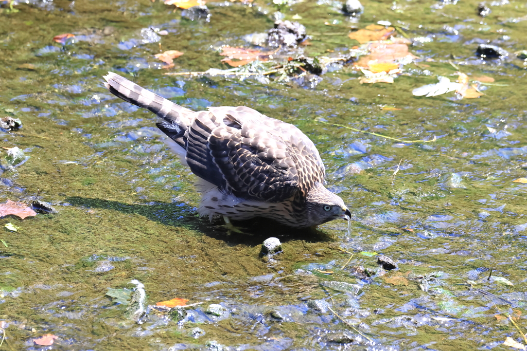 オオタカの水飲み