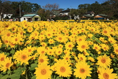 寒川町「冬のひまわり畑」①