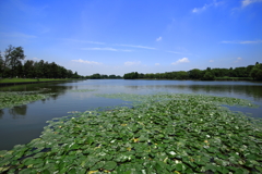 水元公園の睡蓮
