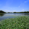 水元公園の睡蓮