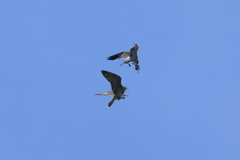 ハヤブサの餌渡し