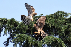 オオタカ幼鳥兄弟