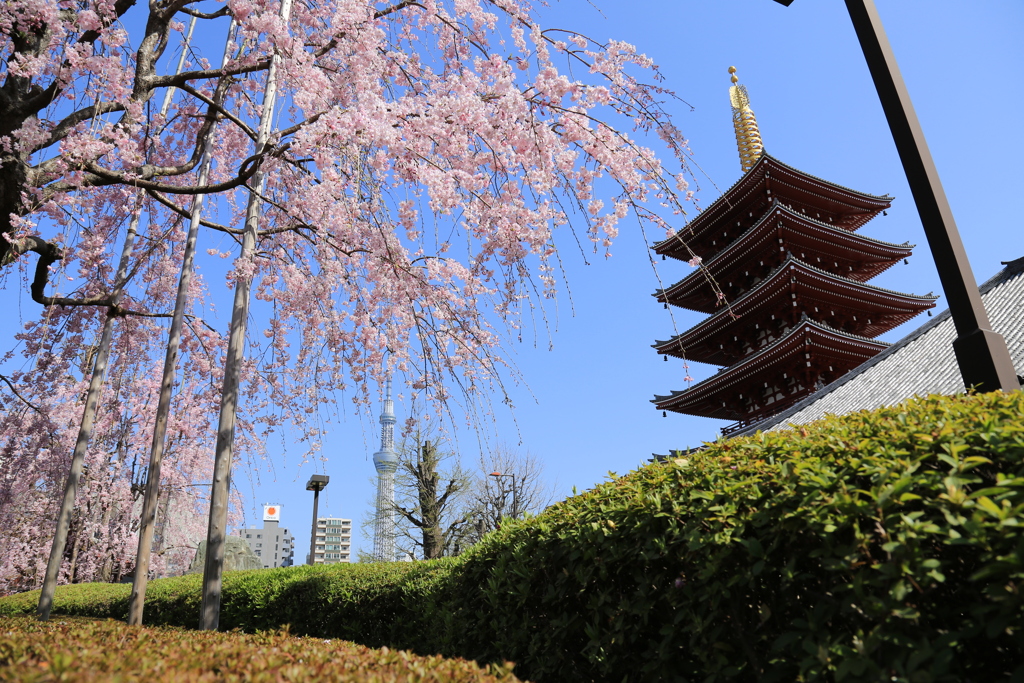 浅草寺のしだれ桜