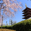 浅草寺のしだれ桜