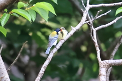 親子
