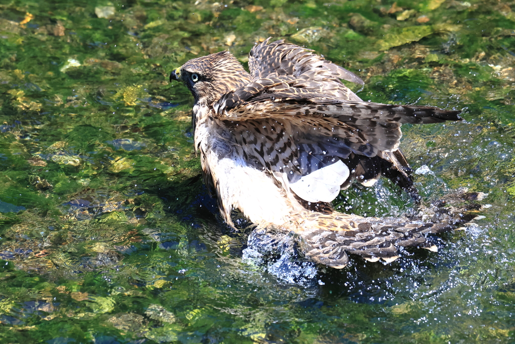 オオタカの水浴び