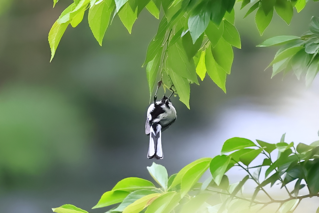 新緑にシジュウカラ