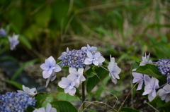 紫陽花