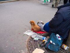 フランス犬？