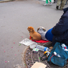 フランス犬？