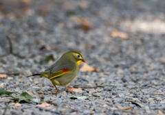 綺麗な鳥　発見。ソウシチョウ　（教えてもらいました。）