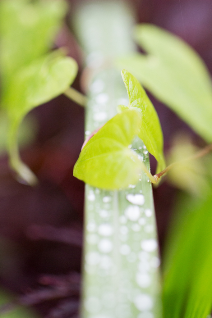 水滴の大名行列