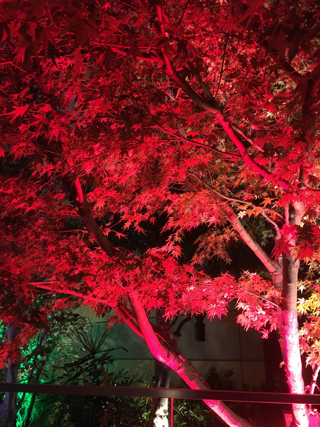 紅葉ライトアップ