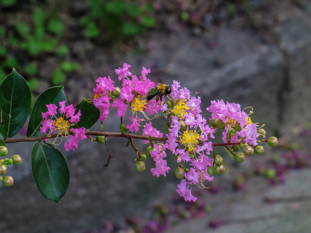 御所の花と蜂　２