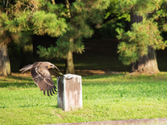 鳶の襲来