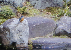 カワセミ　お初