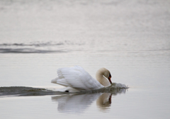 白鳥の湖