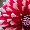 花の花火