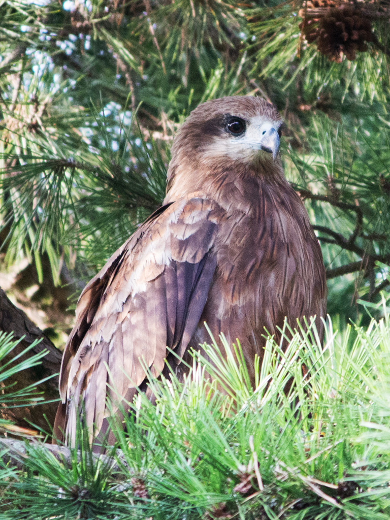 鳶のアップ