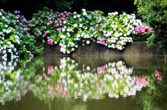 水面に浮かぶ色とりどりの紫陽花