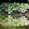 水面に浮かぶ色とりどりの紫陽花