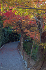 竜安寺　回廊庭園