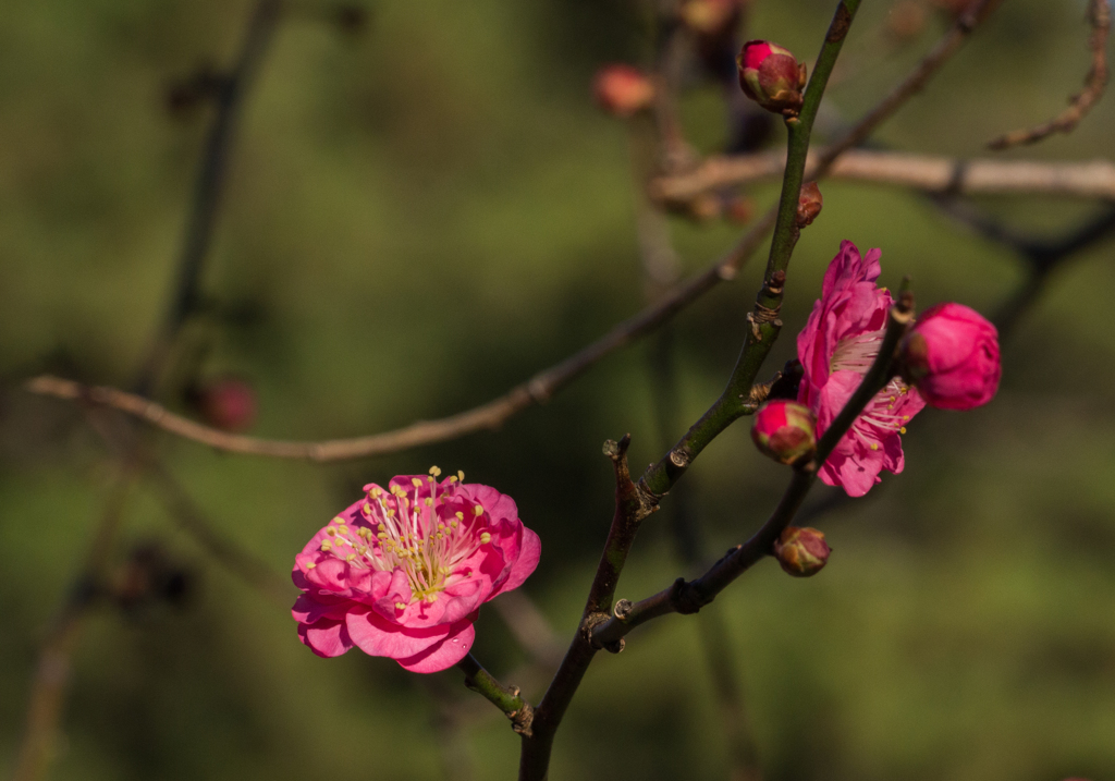 梅の花　もう咲いたぞ〜