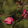 梅の花　もう咲いたぞ〜