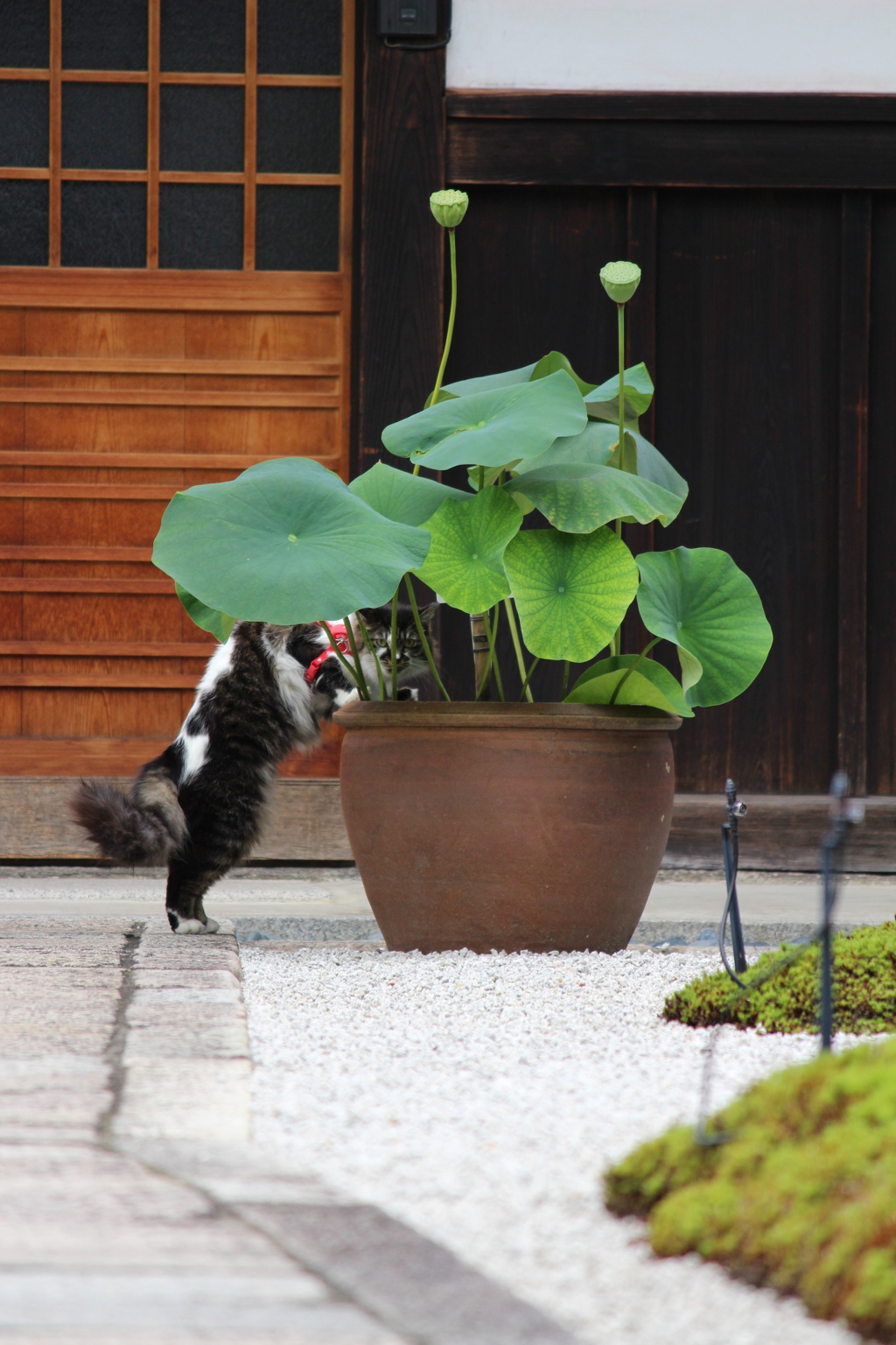 ハスの水を飲む猫