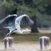 鷺　行きまーす