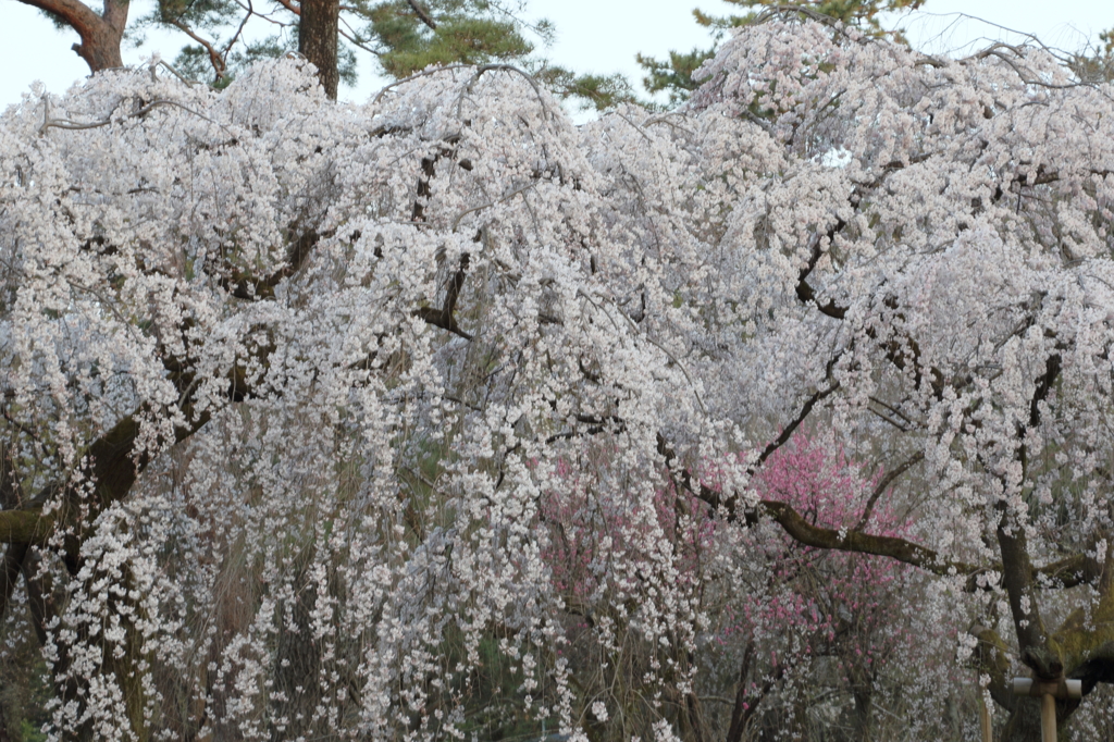 京都御所桜