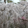 京都御所桜