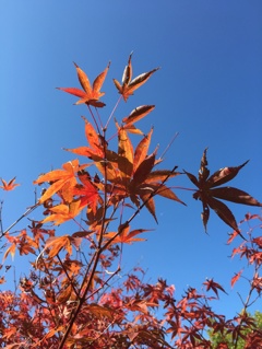 紅葉